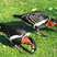 Red-breasted Goose